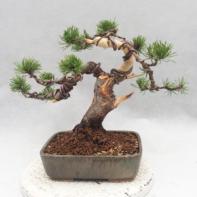 Venkovní bonsai - Pinus Mugo - Borovice kleč - 2