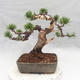 Venkovní bonsai - Pinus Mugo - Borovice kleč - 2/5