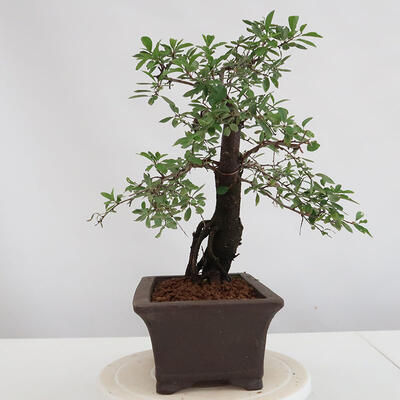 Venkovní bonsai - Prunus spinosa - trnka - 2
