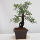 Venkovní bonsai - Prunus spinosa - trnka - 2/4