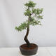 Venkovní bonsai - Prunus spinosa - trnka - 2/4