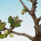 Venkovní bonsai - Chaenomeles superba jet trail -Kdoulovec bílý - 2/4