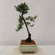 Venkovní bonsai - Taxus bacata  - Tis červený - 2/4