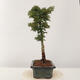Venkovní bonsai -Javor dlanitolistý Acer palmatum Shishigashira - 2/5