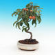 Venkovní bonsai -Malus halliana - Maloplodá jabloň - 2/2
