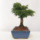Venkovní bonsai -Javor dlanitolistý Acer palmatum Shishigashira - 2/5