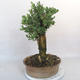 Venkovní bonsai - Buxus - 2/5