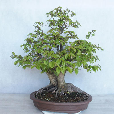 Venkovní bonsai Carpinus betulus- Habr obecný VB2020-485 - 2