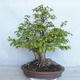 Venkovní bonsai Carpinus betulus- Habr obecný VB2020-485 - 2/5