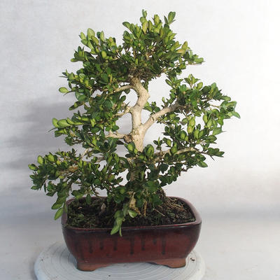 Venkovní bonsai - Buxus - 2