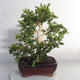 Venkovní bonsai - Buxus - 2/5