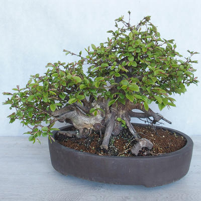 Venkovní bonsai Carpinus betulus- Habr obecný VB2020-487 - 2