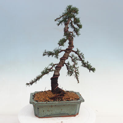 Venkovní bonsai - Cedrus Libani Brevifolia - Cedr zelený - 2