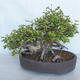 Venkovní bonsai Carpinus betulus- Habr obecný VB2020-487 - 2/5