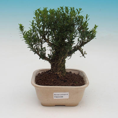Pokojová bonsai - Buxus harlandii - 2