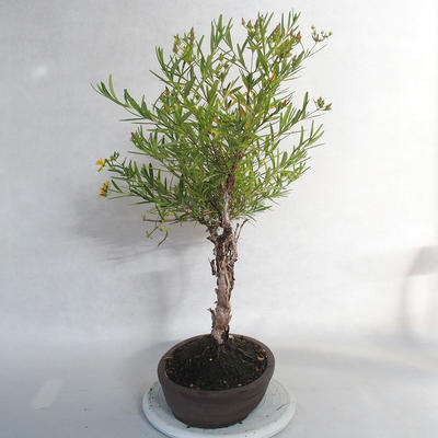 Venkovní bonsai- třezalka - Hypericum - 2