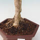 Pokojová bonsai - Duranta erecta Variegata - 2/3