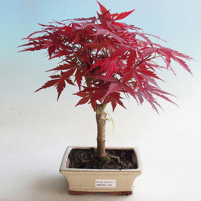 Venkovní bonsai - Acer palm. Atropurpureum-Javor dlanitolistý - 2