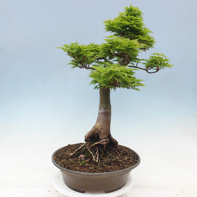 Venkovní bonsai -Javor dlanitolistý Acer palmatum Shishigashira - 2