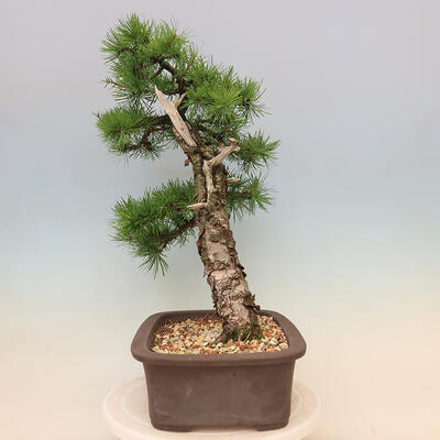 Venkovní bonsai - Larix decidua - Modřín opadavý - 2