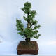 Venkovní bonsai - Zelkova - Zelkova NIRE - 2/6