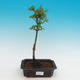 Venkovní bonsai -Javor malolistý SHISHIGASHIRA - 2/2