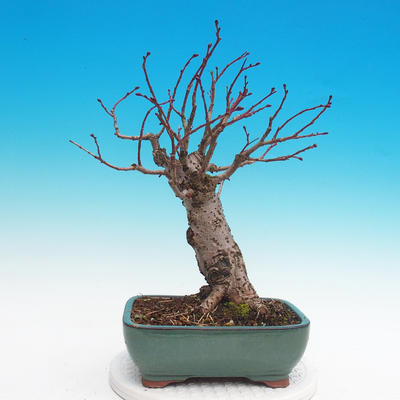 Venkovní bonsai - Tilia cordata - Lípa srdčitá - 2