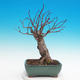 Venkovní bonsai - Tilia cordata - Lípa srdčitá - 2/3