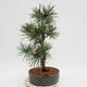 Venkovní bonsai - Pinus Nigra - Borovice černá - 2/4
