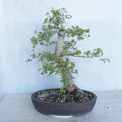 Venkovní bonsai -Ulmus GLABRA Jilm habrolistý VB2020-495 - 2