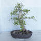 Venkovní bonsai -Ulmus GLABRA Jilm habrolistý VB2020-495 - 2/5