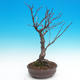 Venkovní bonsai - Olše lepkavá - Alnus glutinosa - 2/3