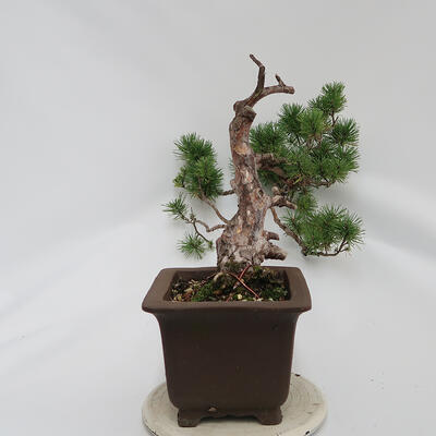 Venkovní bonsai - Pinus sylvestris Watereri  - Borovice lesní - 2