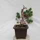 Venkovní bonsai - Pinus sylvestris Watereri  - Borovice lesní - 2/5