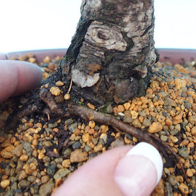 Venkovní bonsai -Borovice drobnokvětá VB1497 - 2