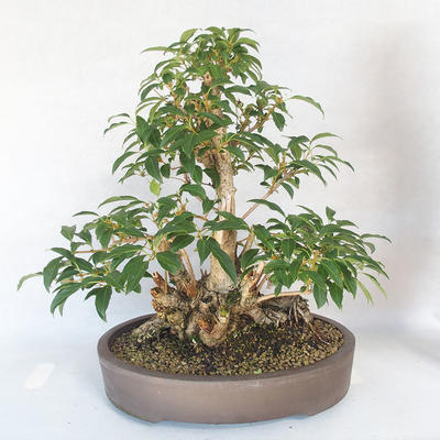 Venkovní bonsai - Zlatice - Forsythia - 2