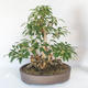 Venkovní bonsai - Zlatice - Forsythia - 2/5