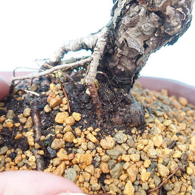 Venkovní bonsai -Borovice drobnokvětá VB1498 - 2