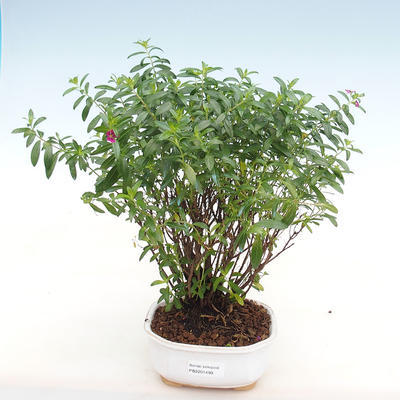 Pokojová bonsai - Cuphea - Japonská myrta - 2