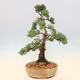 Venkovní bonsai - Juniperus chinensis Kishu -Jalovec čínský - 2/5