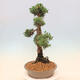 Venkovní bonsai - Juniperus chinensis Kishu -Jalovec čínský - 2/5