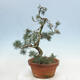 Venkovní bonsai - Pinus parviflora - Borovice drobnokvětá - 2/4