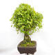 Venkovní bonsai -Javor babyka - Acer campestre - 2/5