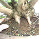 Venkovní bonsai -Javor babyka - Acer campestre - 2/6