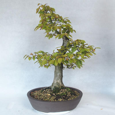 Venkovní bonsai - Habr obecný - Carpinus betulus - 2