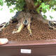 Venkovní bonsai -Javor babyka - Acer campestre - 2/6
