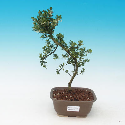 Pokojová bonsai - Cesmína - 2