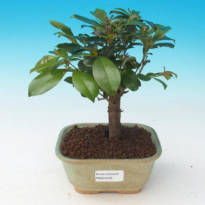 Pokojová bonsai - Eugenia unoflora - Australská třešeň - 2