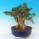 Pokojová bonsai - Buxus harlandii -korkový buxus - 2/7