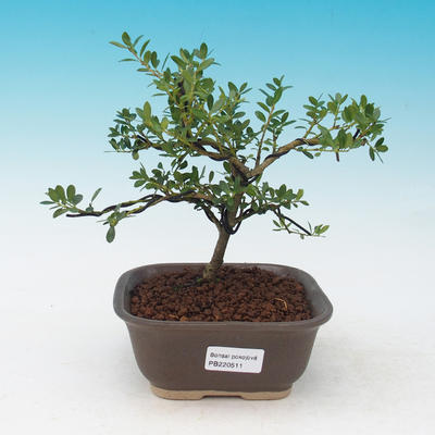 Pokojová bonsai - Cesmína - 2
